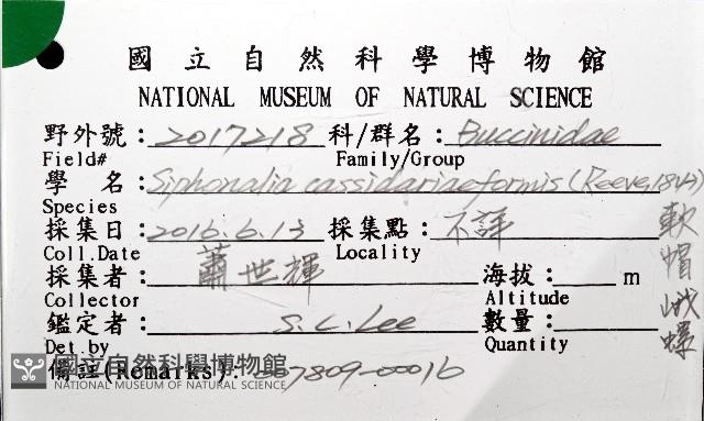 軟帽峨螺藏品圖，第6張