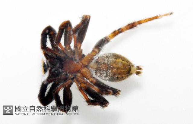 毛垛兜蠅虎藏品圖，第6張