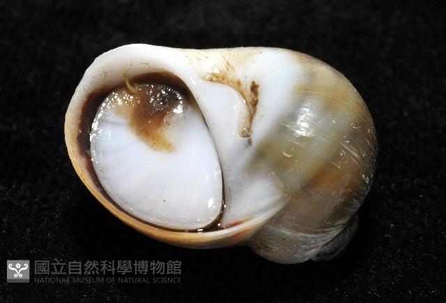 安東尼玉螺藏品圖，第6張