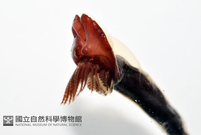 外藤壺藏品圖，第6張