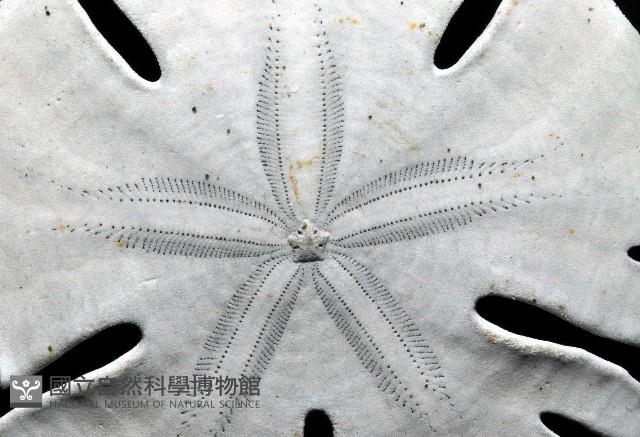 裂片海膽(裂片海錢)藏品圖，第6張