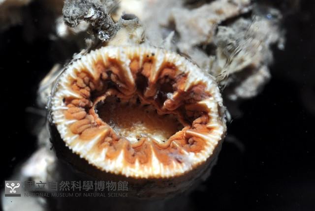 軸樹珊瑚(軸木珊瑚)藏品圖，第6張