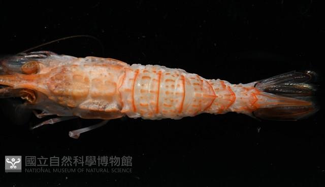 未知種鐮蝦藏品圖，第6張