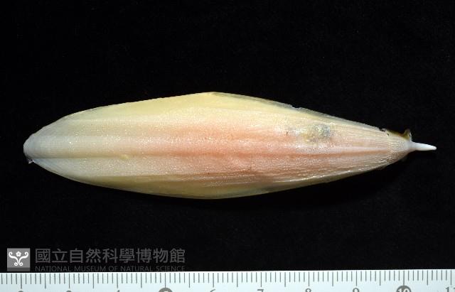 葉足鳥賊藏品圖，第6張