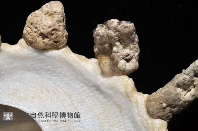 礫石綴殼螺藏品圖，第6張