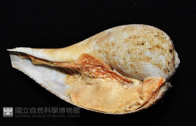 小枇杷螺藏品圖，第6張