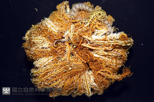 輪替海齒花藏品圖，第6張