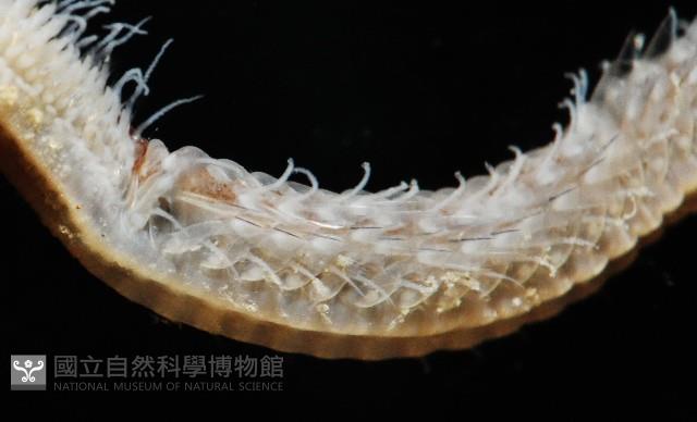 未知種沙蠶-異沙蠶體藏品圖，第6張