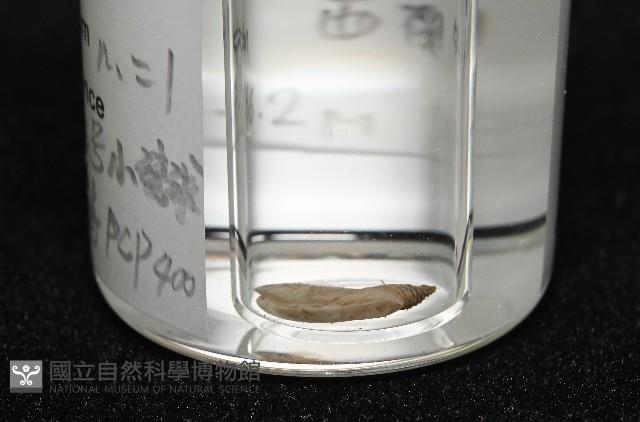 羅斯垂鎧茗荷藏品圖，第6張