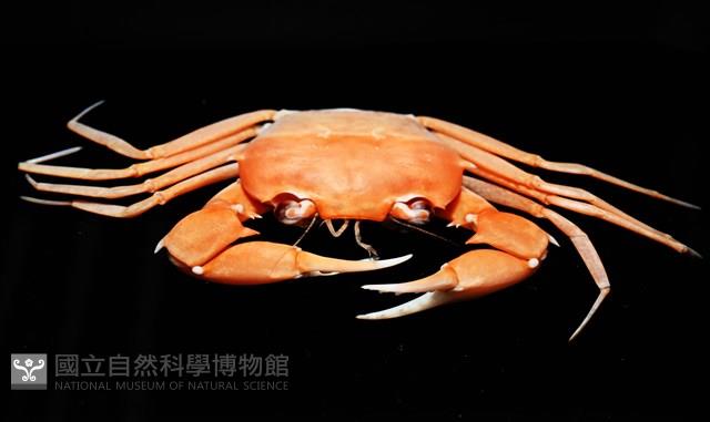 休氏聲蟹藏品圖，第6張