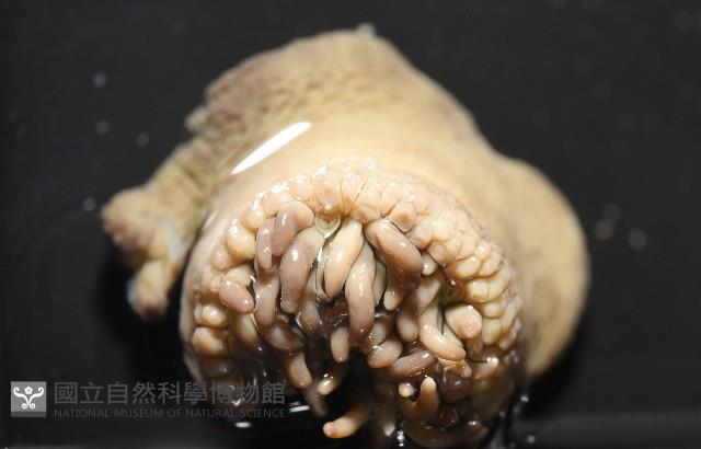 未知種側花海葵藏品圖，第6張