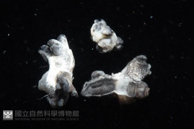 邊緣海神海蛞蝓藏品圖，第6張
