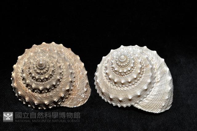 白鐘螺藏品圖，第6張