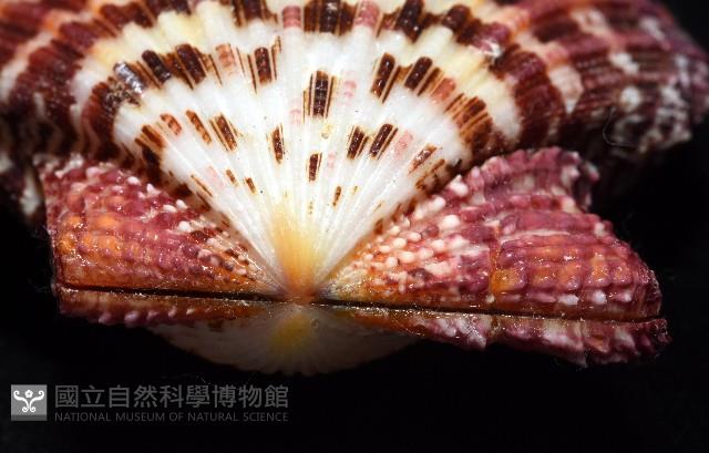 油畫海扇蛤藏品圖，第6張
