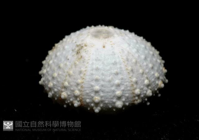 單列三角頭帕藏品圖，第6張