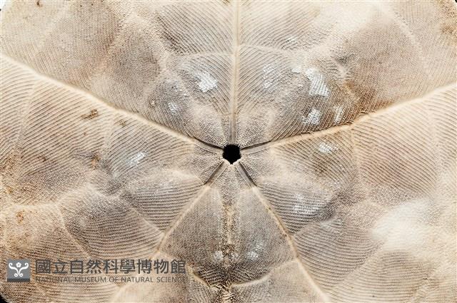 扁平蛛網海膽藏品圖，第6張