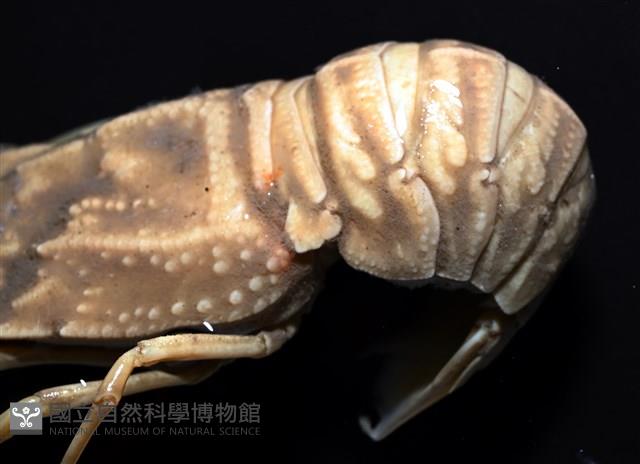 褐紅蟬蝦藏品圖，第6張