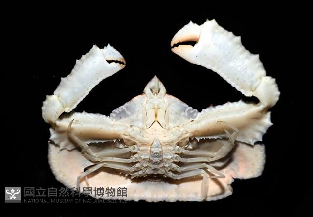 環狀(圓拱)隱足蟹藏品圖，第6張