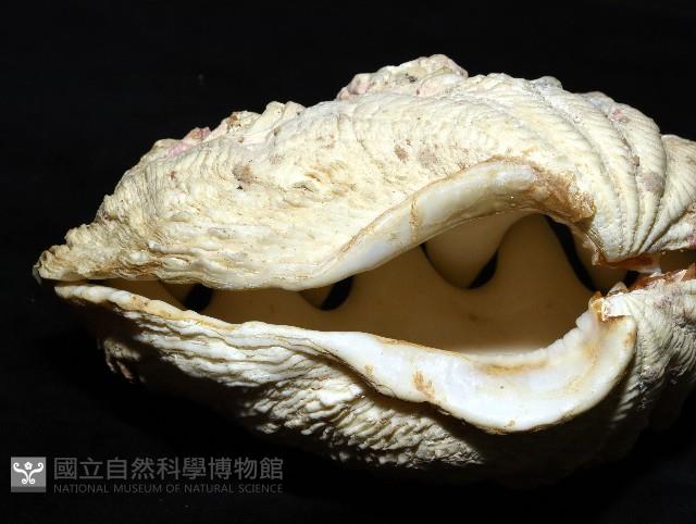 諾亞硨磲蛤藏品圖，第6張