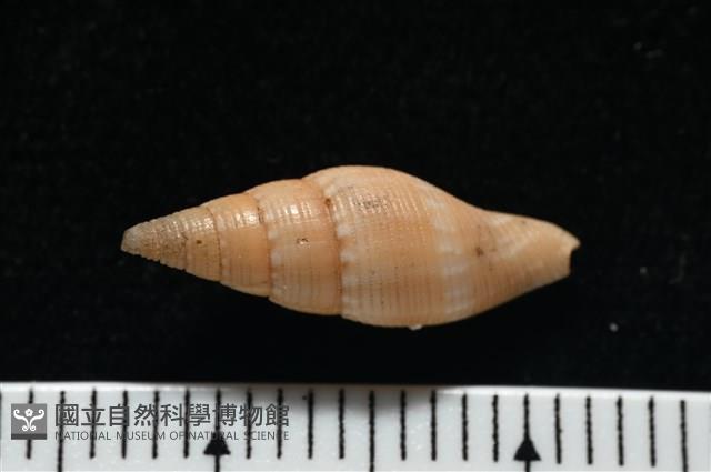 彩鳳筆螺藏品圖，第6張
