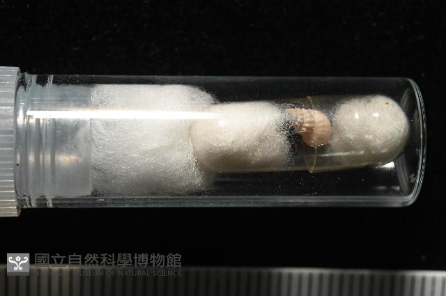 景林核螺藏品圖，第6張