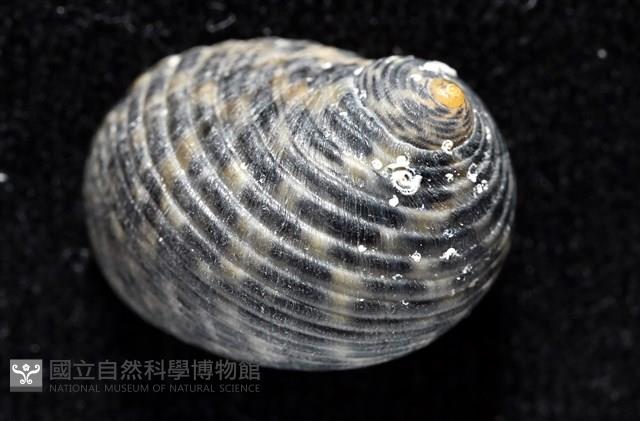 粗紋蜑螺藏品圖，第6張