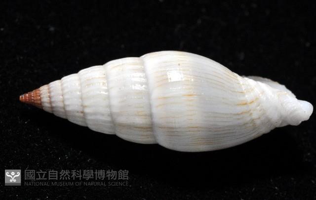 柳絮蛹筆螺藏品圖，第6張