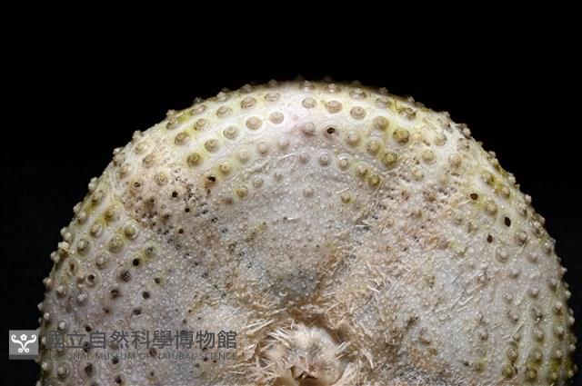 粒毛冠海膽藏品圖，第6張