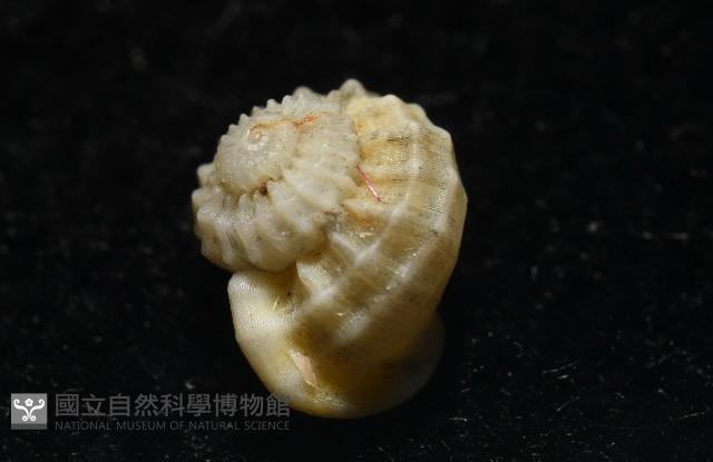 雞籠花冠螺藏品圖，第6張