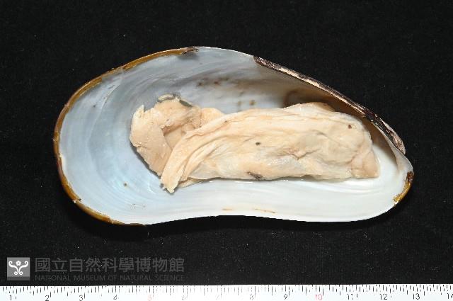平端深海殼菜蛤藏品圖，第6張
