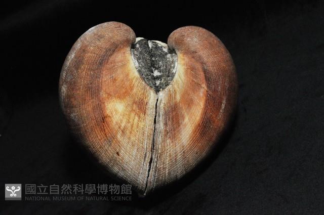 圓魁蛤藏品圖，第6張