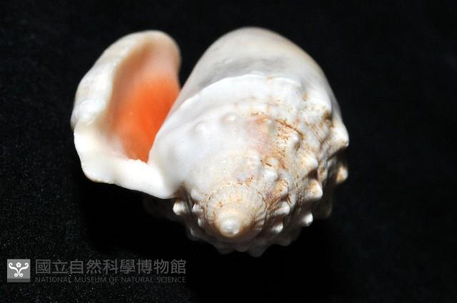 緋袖鳳凰螺藏品圖，第6張