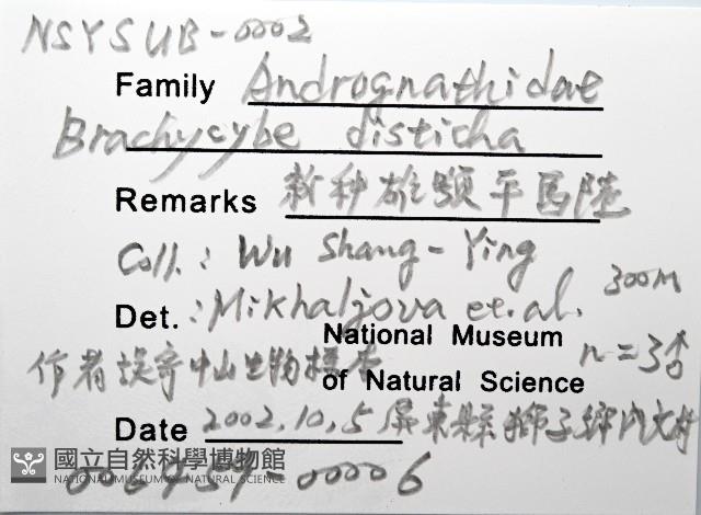 新種雄顎平馬陸藏品圖，第6張