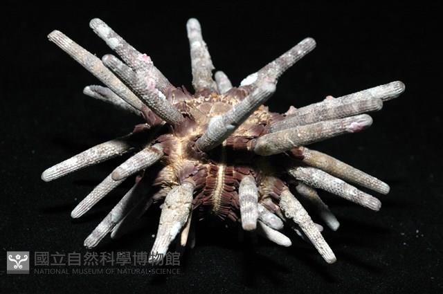 冠棘真頭帕海膽藏品圖，第6張