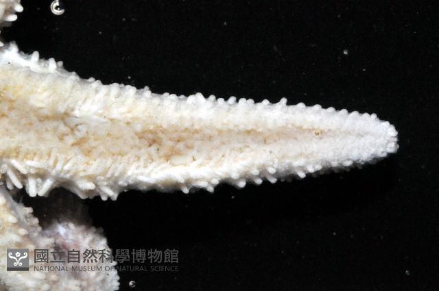 未知種細海盤車藏品圖，第6張
