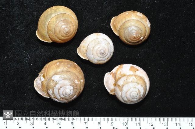 金崙栗蝸藏品圖，第6張