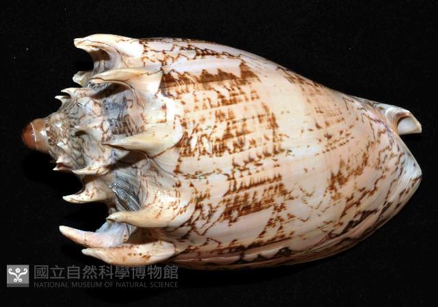 帝王渦螺藏品圖，第6張