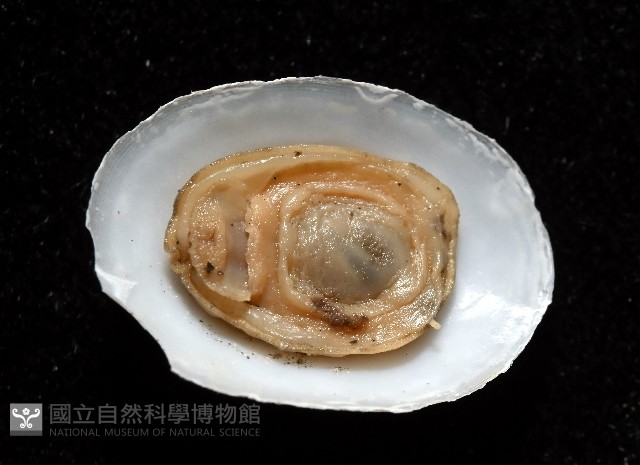 登錄號:007715-00006藏品圖，第6張