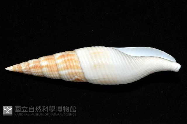 決心筆螺藏品圖，第6張
