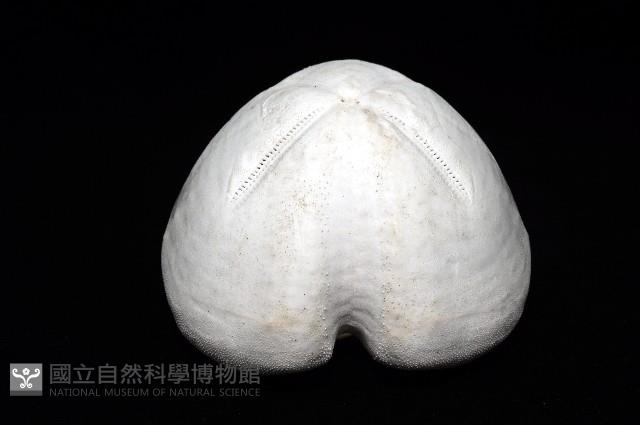 未知種緣帶海膽藏品圖，第6張