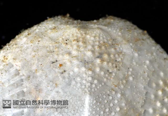 心形海壺藏品圖，第6張