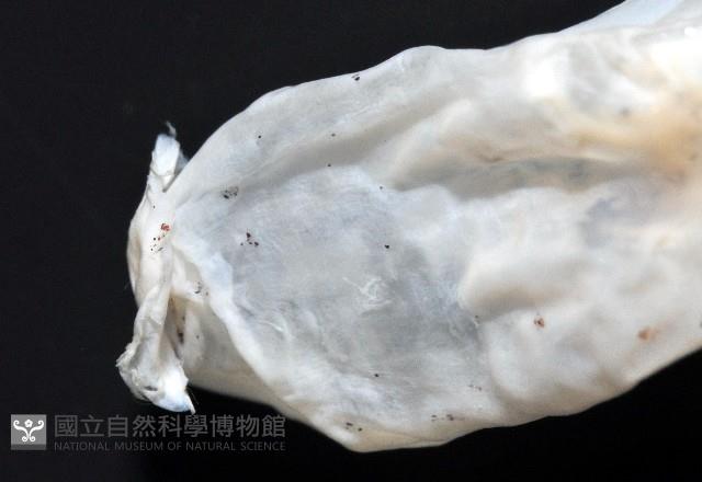 未知種紡錘魷魚藏品圖，第6張