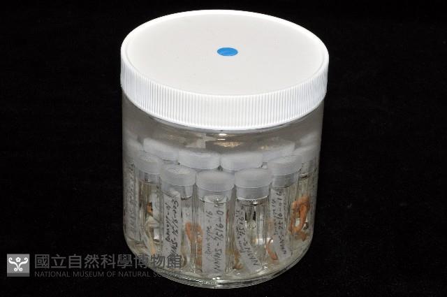 梧棲搓蟄蟲藏品圖，第6張