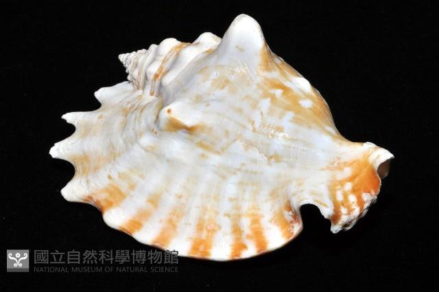 紫袖鳳凰螺藏品圖，第6張