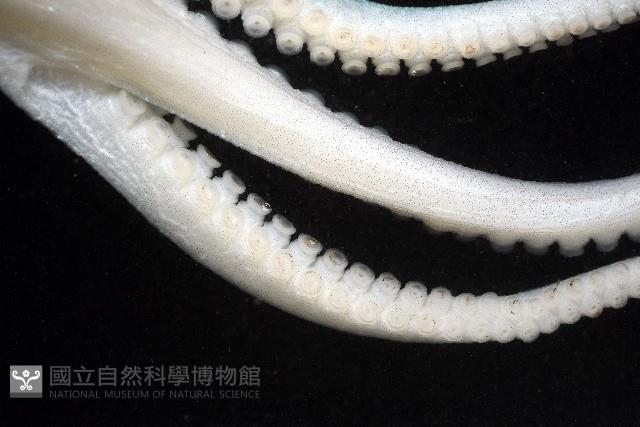 沙港章魚(新種)藏品圖，第6張