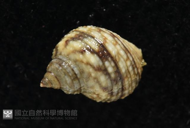 黑尖玉黍螺藏品圖，第6張