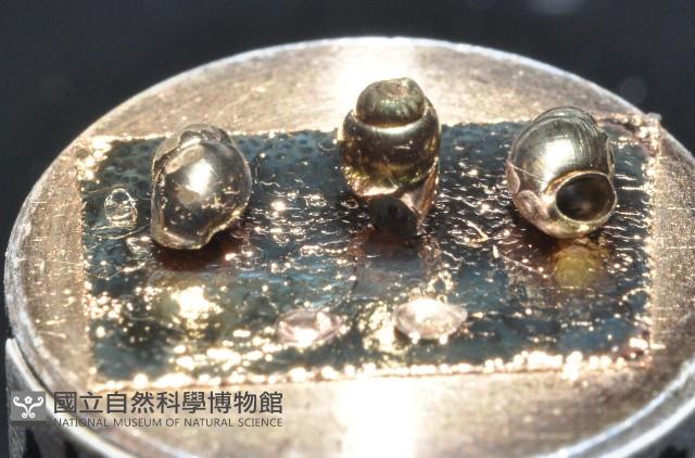 礁溪粟螺藏品圖，第6張