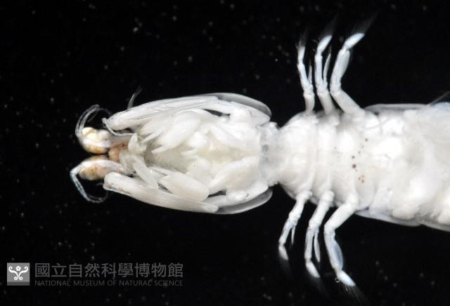 豹斑幼嫩蝦蛄藏品圖，第6張