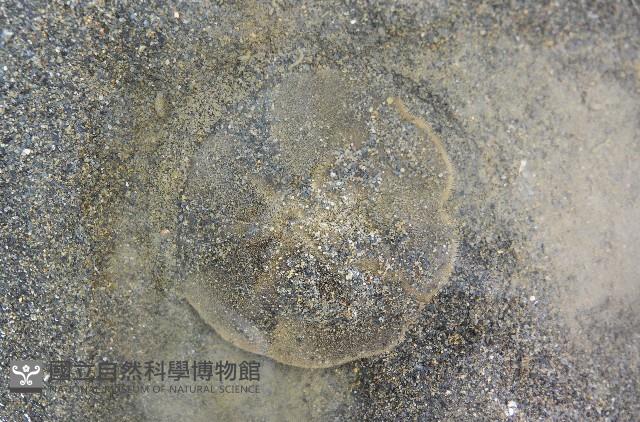 扁平蛛網海膽藏品圖，第6張