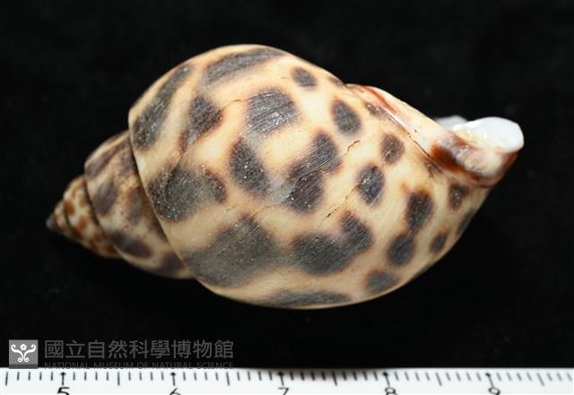 婆羅洲鳳螺藏品圖，第6張